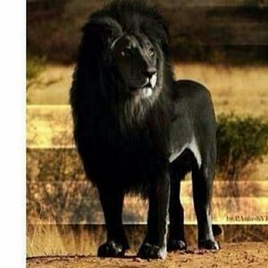 Meet your Posher, Bernard